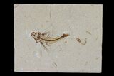 Cretaceous Fossil Flying Fish (Exocoetoides) - Lebanon #173155-1